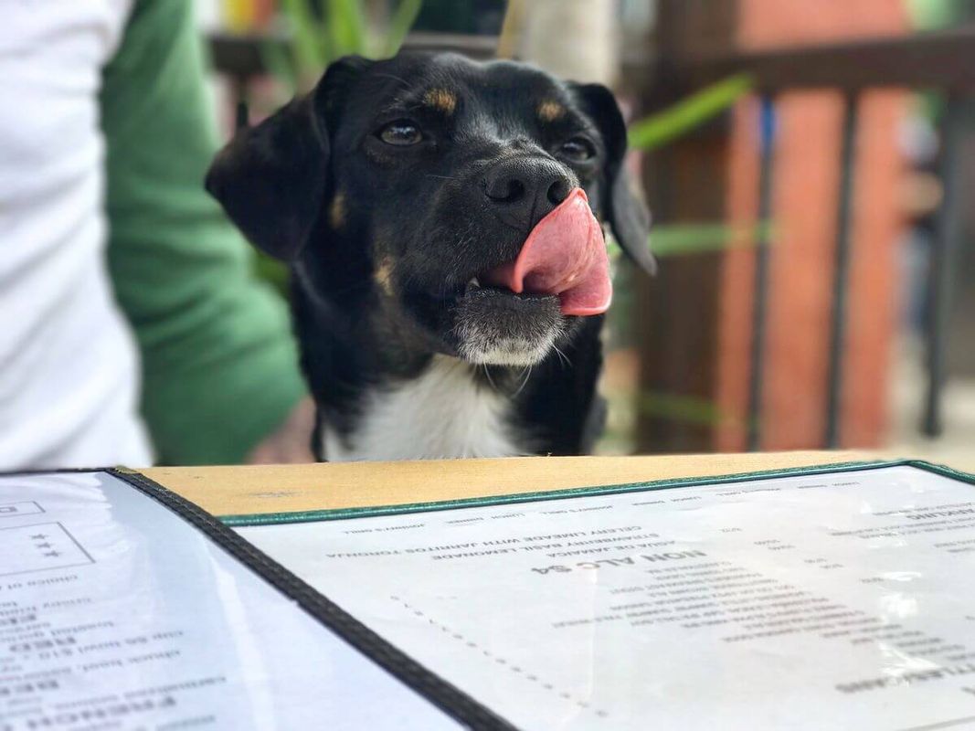 doggy menus