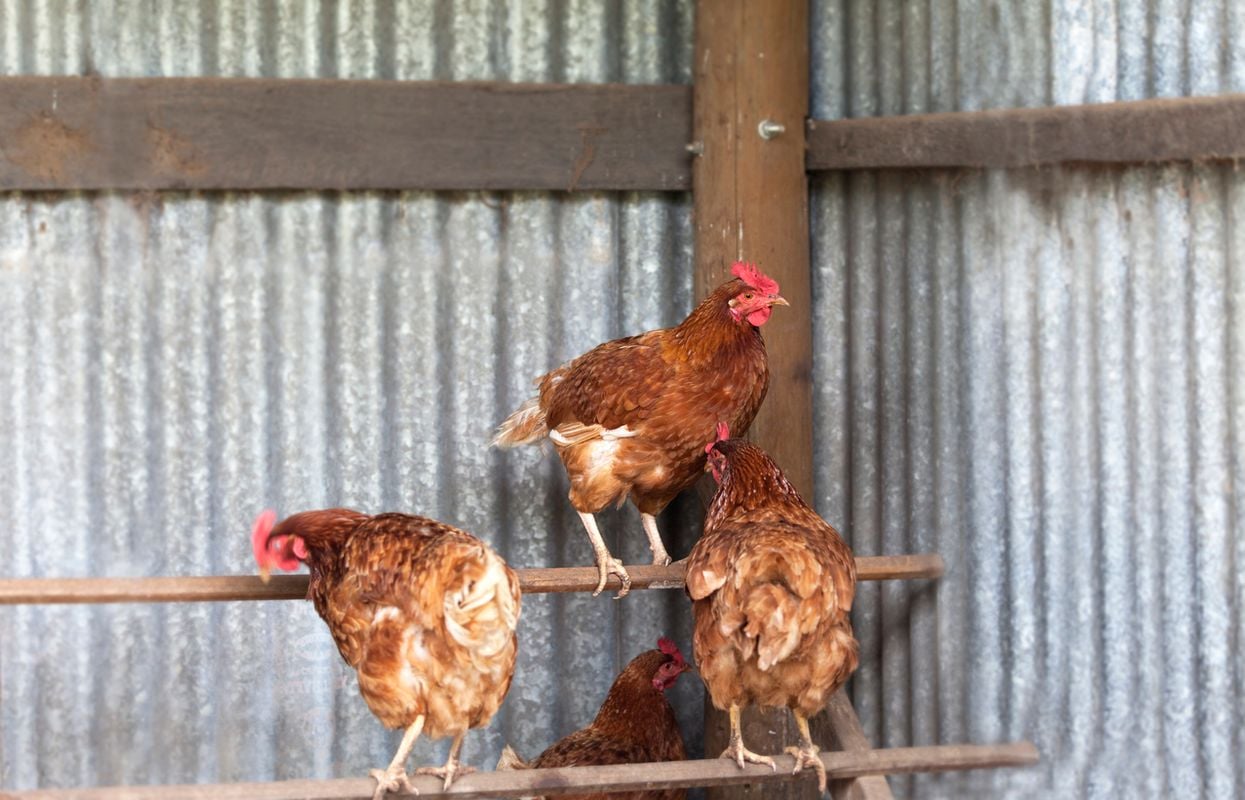 Chickens on perch in hen house