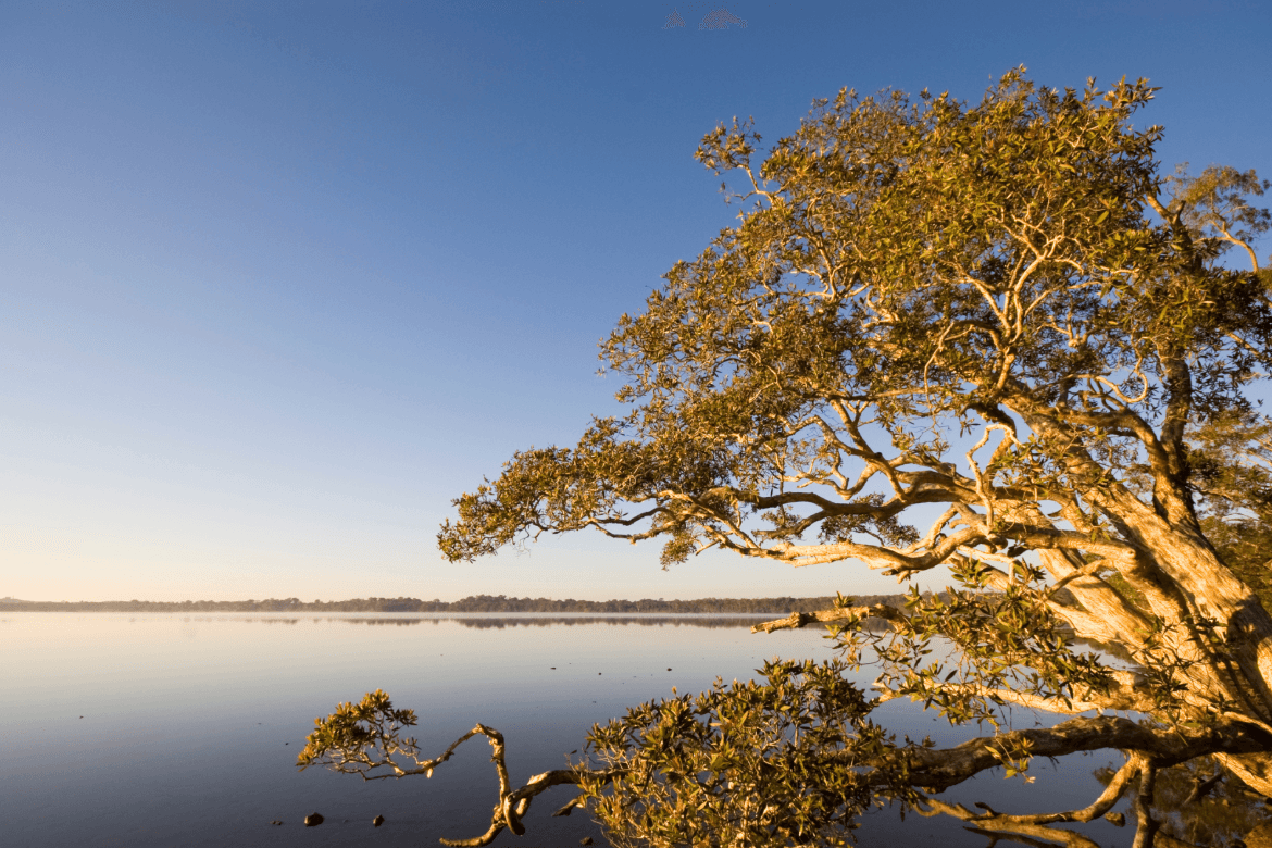 A solitary tree rises from the water's edge at Lake Weyba, creating a serene and picturesque lakeside scene