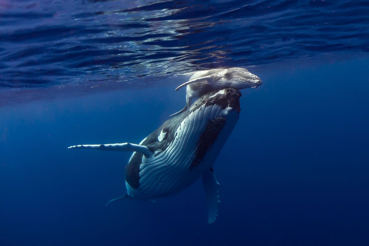 Photo of humpback whale Sunshine Coast