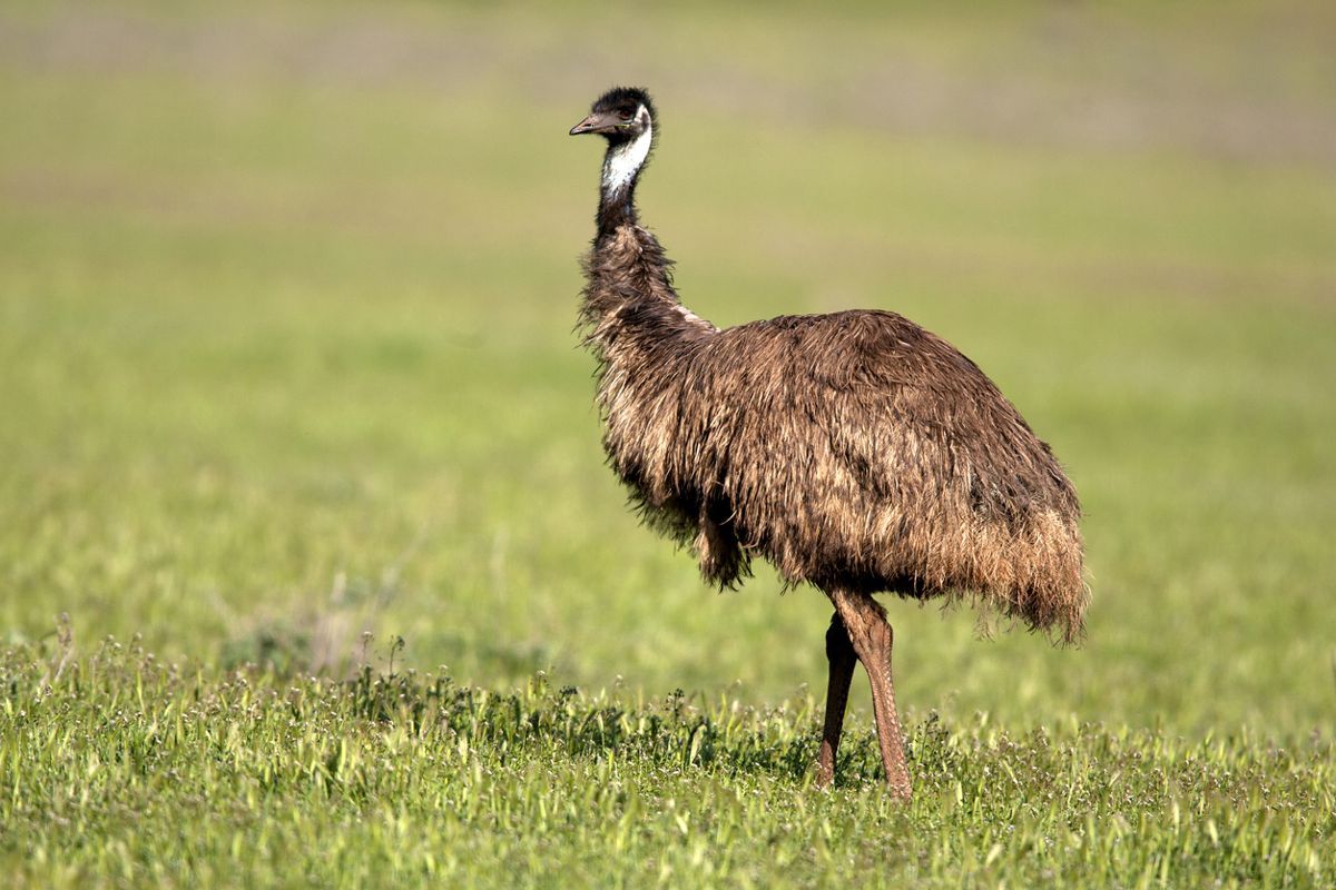 Peregian is the aboriginal word for emu